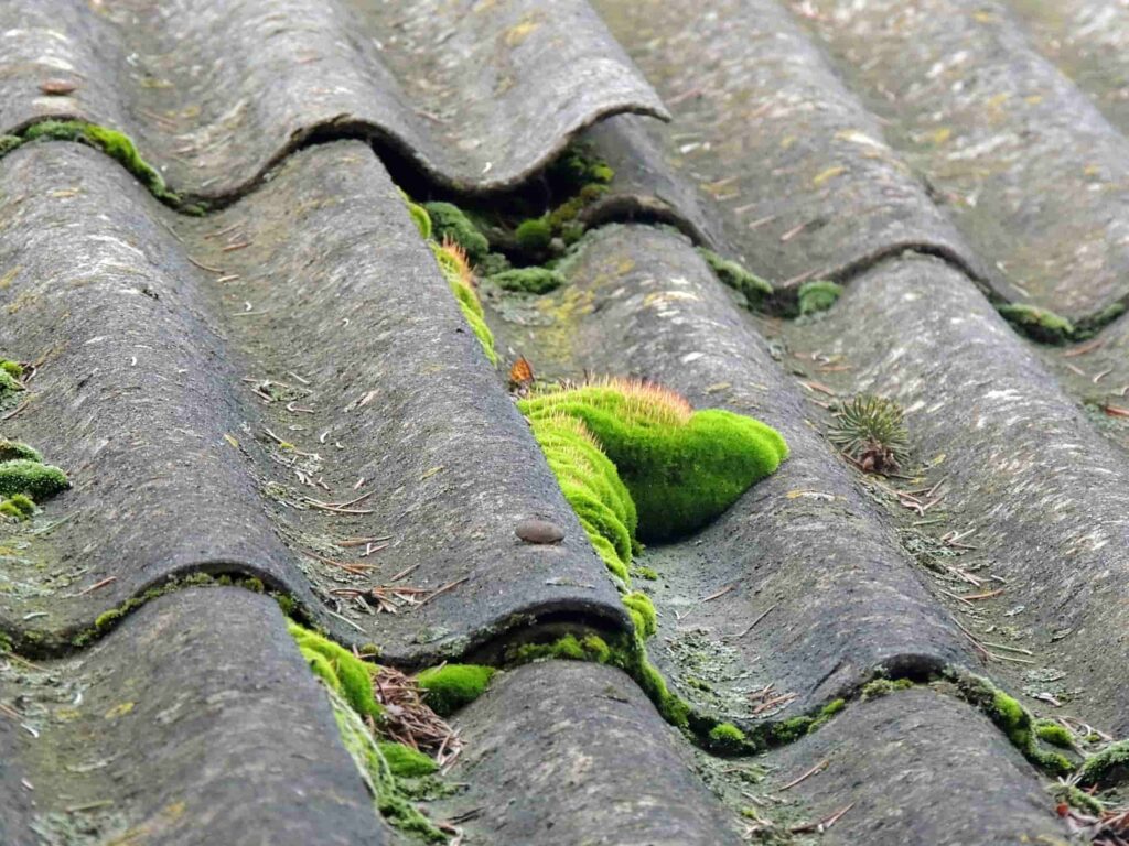 Roofs with moss that needs cleaning